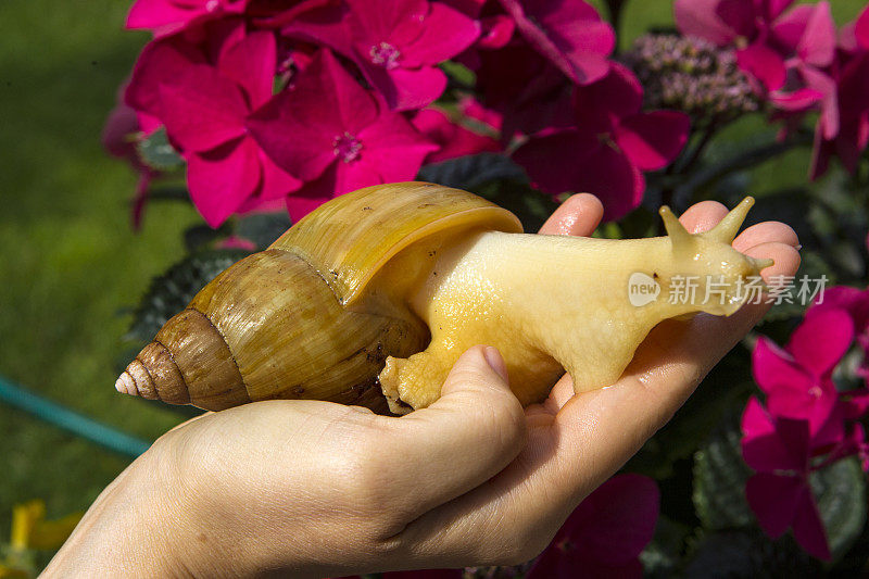 巨大的非洲蜗牛- Achatina -在手上